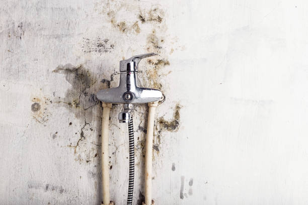 Best Mold Damage Repair  in Geneseo, IL