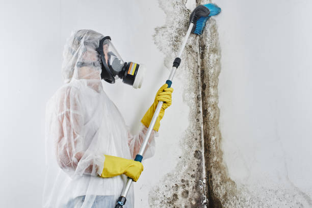 Best Crawl Space Mold Removal  in Geneseo, IL