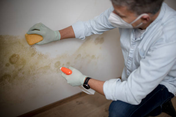 Professional Mold Removal in Geneseo, IL