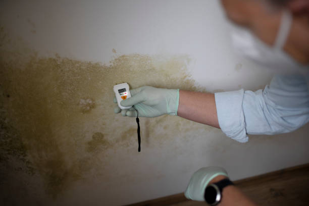 Best Residential Mold Removal  in Geneseo, IL