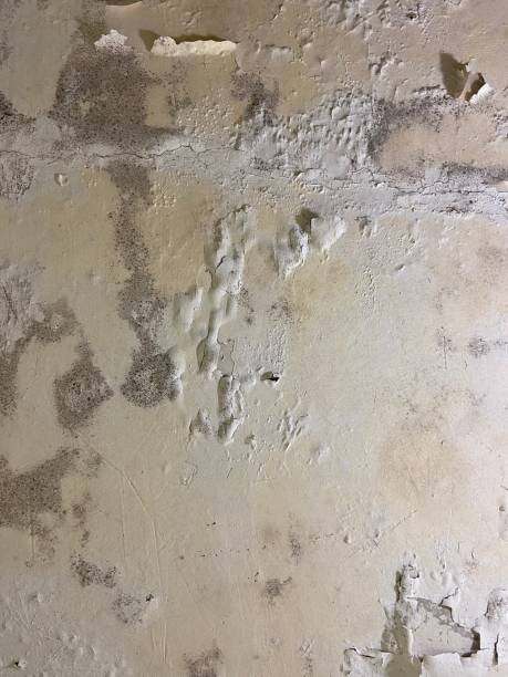 Crawl Space Mold Removal in Geneseo, IL