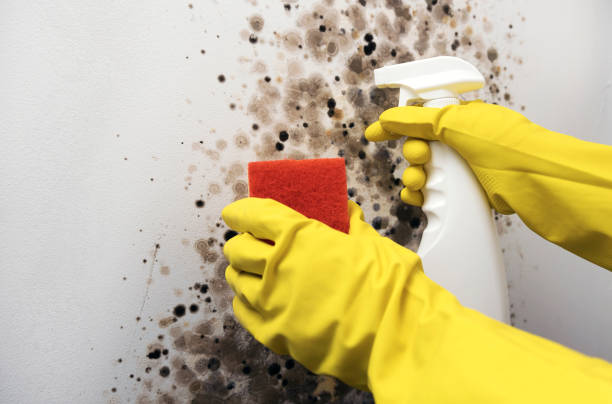 Best Mold Inspection  in Geneseo, IL