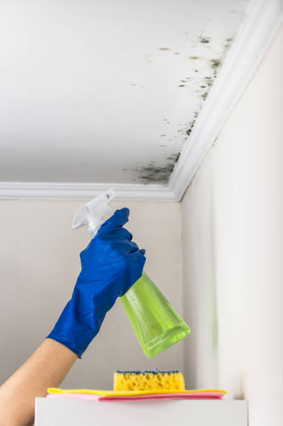 Best Attic Mold Removal  in Geneseo, IL